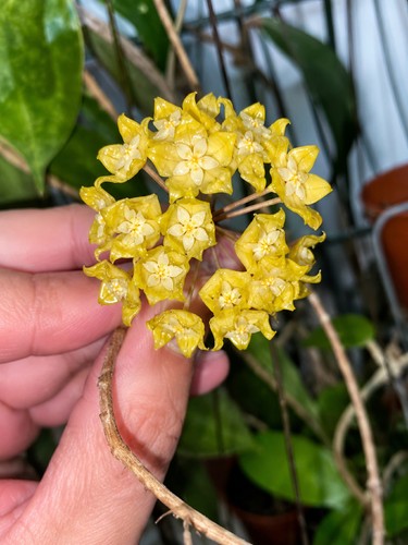 Hoya forbesii rara pianta - pianta, di