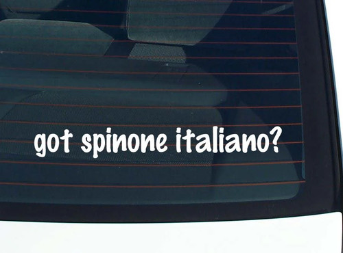 Got spinone italiano - got,