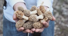 Morel Spore di Funghi in Sacco Segato Giardino Kit Coltivazione Rende 5 Gal SPEDIZIONE GRATUITA