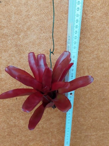 Neoregelia fireball ibrido - neoregelia, fireball,