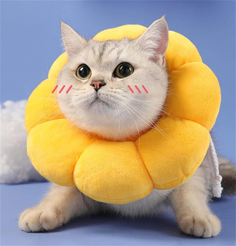 Collare elisabettiano gatto - collare,
