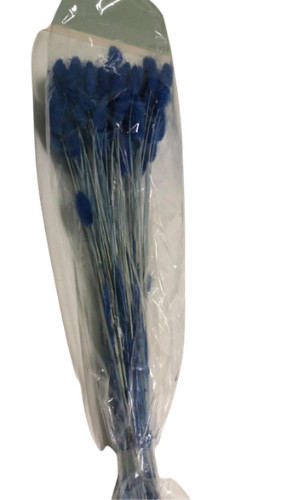 Lagurus topini 70cm - topini, blu