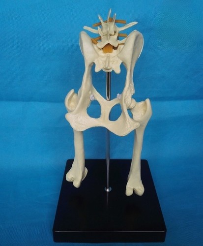 Modello anatomico cane