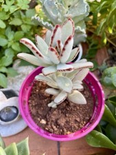 Kalanchoe tomentosa (Pianta