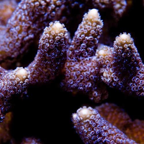 Corallo montipora polipora - montipora,