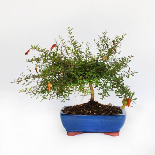 Kentis bonsai melograno - kentis,