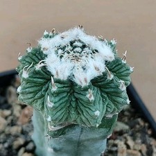 Aztekium Ritteri BKM 840