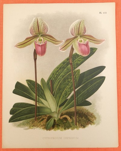 Cypripedium orphanum pianta - orphanum,