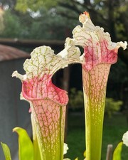 Pianta carnivora Sarracenia