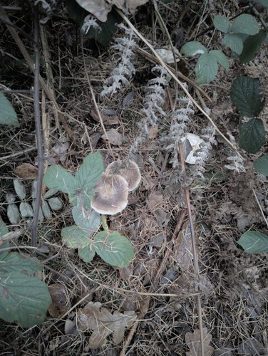 Photo fungus my feet - at,