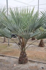 Palma Esperidi Blu (Brahea