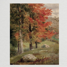 Legno in autunno riproduzione