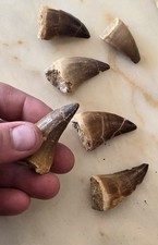 Dente Di Mosasaurus Sp.