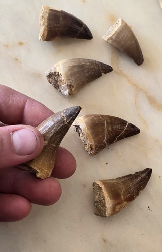 Dente mosasaurus - di, sp.