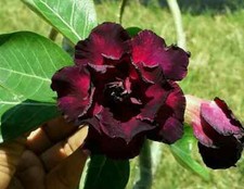 Semi adenium obesum - adenium,