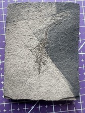 Reptile fossile: Keichousaurus