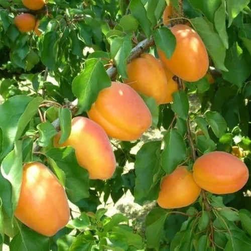 Pianta frutto albicocca - da,