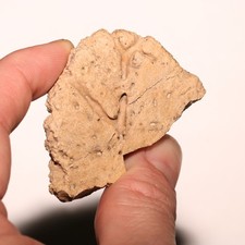 Ankylosaurus Scute parziale