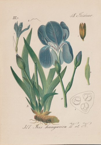 Iris ungherese - ungherese, aphylla