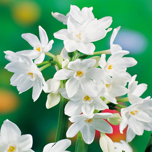 Narcisi bulbi fiori cipolle - narcisi,