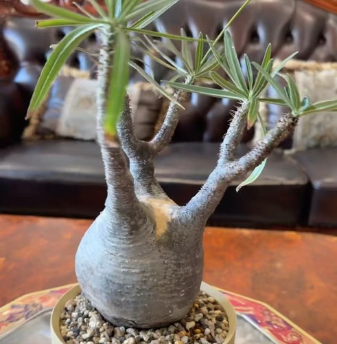 Rara pianta cactus pachypodium - rara,