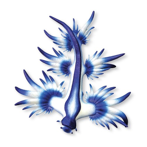 Drago marino blu lumaca - drago,