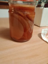 Scoby con starter probiotico