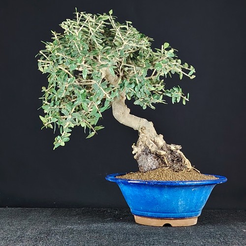Wildolive bonsai ullastre - wildolive, bonsai,
