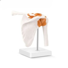 Modello anatomico articolare
