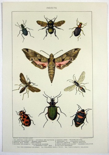 Insetti cromolitografia in - -,