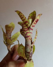 Neoregelia ampullacea tigrina