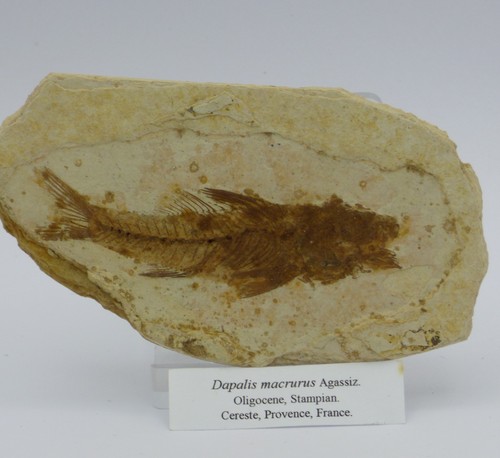 Fossil fish dapalis macrurus - fossil,
