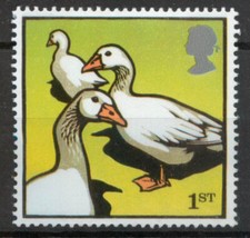 Farm Animals Embden Geese bird