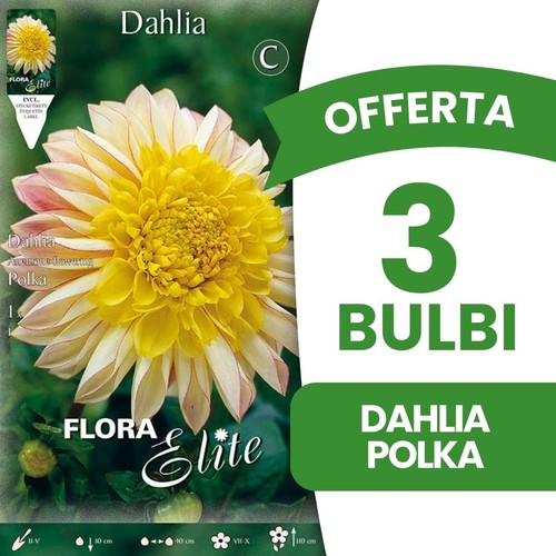 Bulbi primaverili offerta - offerta, 3