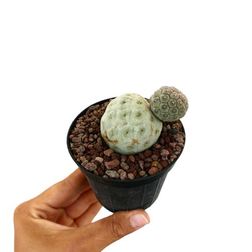 Tephrocactus geometricus two - tephrocactus,