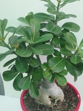 Adenium Obesum Caudex