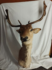 Trofeo daino capriolo Cervo MOLTO GRANDE imbalsamato anni 70