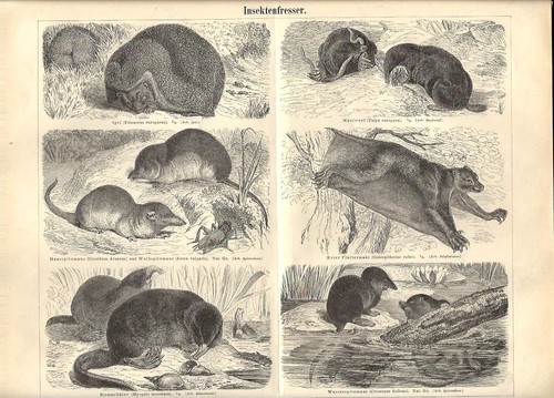 Stampa antica animali - stampa,