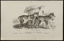 1867 - Cuccioli Di Cane E Di