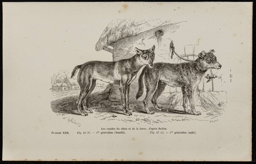 1867 cuccioli cane - -,