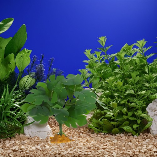 Decorazioni per terrario