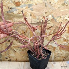Euphorbia platyclada vaso - euphorbia,