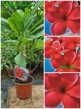 Pianta di plumeria (Plumeria