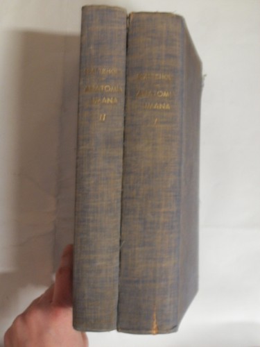 Spalteholz anatomia umana - spalteholz,