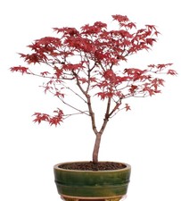 Bonsai - Acer palmatum