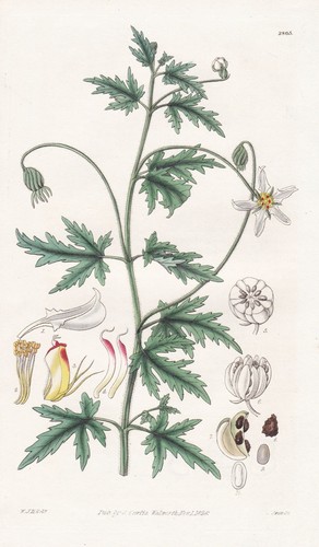 Blumenbachia insignis sud - blumenbachia,