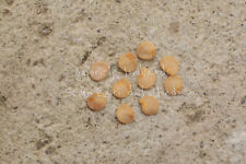 FICO DEL DIAVOLO - SOLANUM TORVUM, 10 SEMI SELEZIONATI