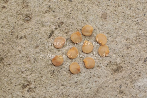Fico del diavolo solanum - fico,