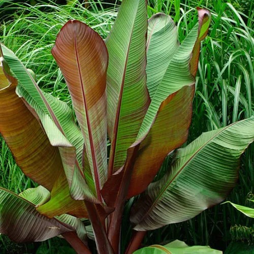 Pianta ensete ventricosum - ensete,