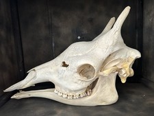 NUOVO Giraffa Teschio Giraffa